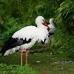 Kan jeg bruge en babyrangle til at træne mit barns motorik?